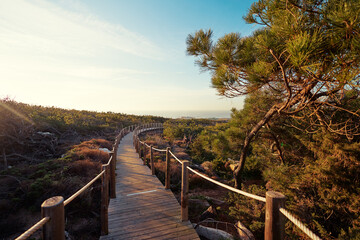 Obraz premium Wooden pedestrian walkway through Sintra-Cascais natural park. Wild sandy landscape, with part of Cresmina Dunes. Beautiful scenery in Portugal.