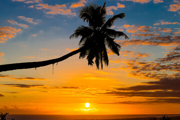 Cocotier penché sur plage des Seychelles au coucher du soleil 