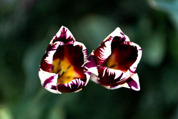 dwa kwiaty tulipana w kolorze biało fioletowym