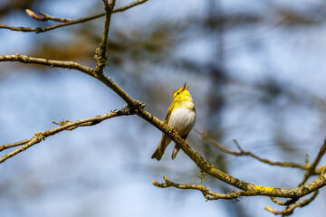 Singing Wood Warbler in the woodland at springtime
