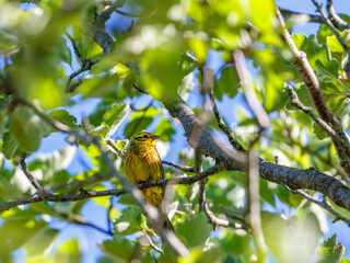 Yellowhammer sitting on a branch in a lush foliage tree at summer
