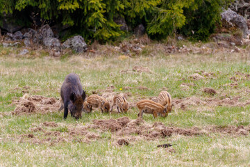 Wild boar mother with her piglets on a meadow