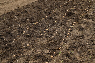 Planting potatoes in the garden