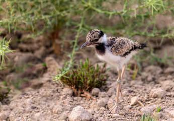 beauitful photography of  juvenile lapwing , The red-wattled lapwing is an Asian lapwing or large...