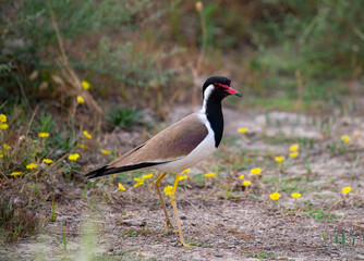 The red-wattled lapwing is an Asian lapwing or large plover, a wader in the family Charadriidae. Like other lapwings they are ground birds that are incapable of perching