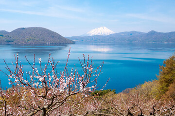 北海道壮瞥町、梅が咲く時期の羊蹄山と洞爺湖【5月】