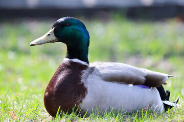 Obraz premium mallard duck in the wild, migratory bird, seasonal migration