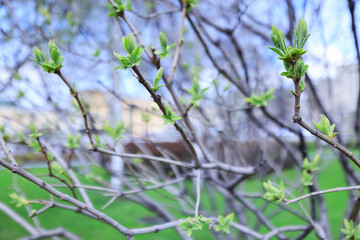 spring branches shoots leaves seasonal background