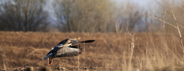 migratory geese flock in the spring in the field