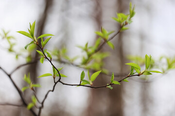 spring branches shoots leaves seasonal background