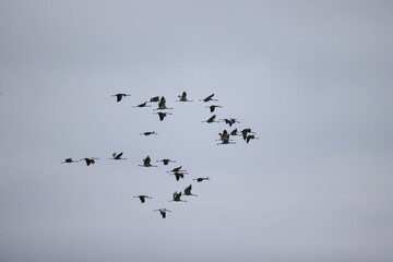 geese flock against the sky freedom wildlife birds