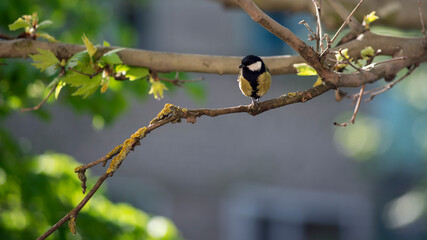 Titmouse with one leg. Wounded tit. Morning meal by the window. Close-up of a nimble bird.