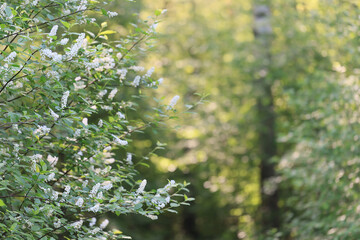 blooming apple orchard spring background branches trees flowers nature