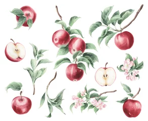 Fotobehang Watercolor botanical set illustration of red apple fruit and green leafs and flowers isolated on a transparent background. © Aleksandra Baianova
