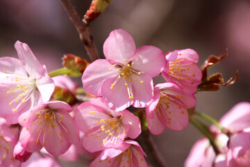 ミニ尾瀬公園・桜（福島県・檜枝岐村）