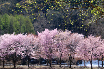 ミニ尾瀬公園・桜（福島県・檜枝岐村）