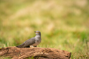 Common Cuckoo,  Cuculus canorus,mid spring in the English countryside


