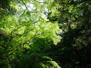 木漏れ日の射す木々⑦