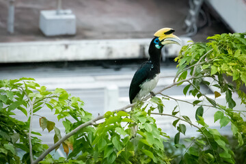 An Oriental Pied Hornbill with yellow beak and blue eyes standing on a tree branch