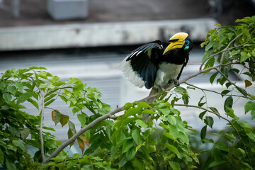 An Oriental Pied Hornbill with yellow beak and blue eyes standing on a tree branch