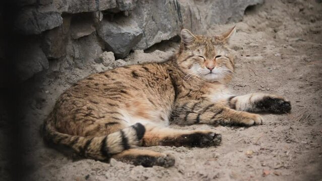 Beautiful Steppe Cat Lying And Resting In Zoo