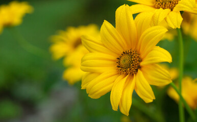 Yellow summer flower on a green background. A yellow chamomile with petals. Floral background for text.