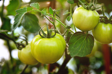 Young green tomatoes grow in a greenhouse in the garden, a branch of tomatoes close-up, evening sunlight. Selective focus, soft focus.