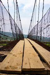 isolated old rusty iron suspension bridge with misty flat sky background at morning