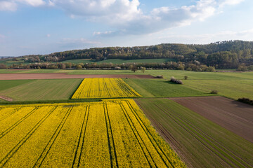 Fototapeta premium canola field in the country 