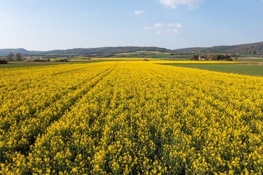 canola field in the country	