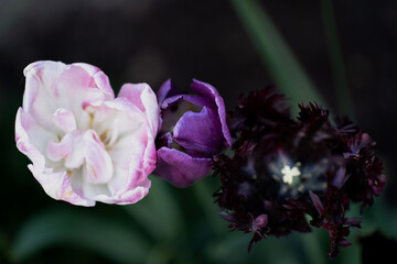 trzy tulipany biały fioletowy i czarny