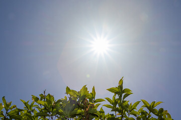 まぶしい光を放つ真昼の太陽