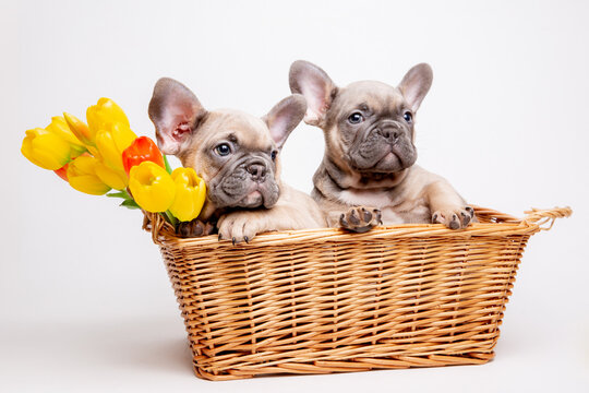 a group of French bulldog puppies in a basket on a white background with a bouquet of spring flowers , cute pets