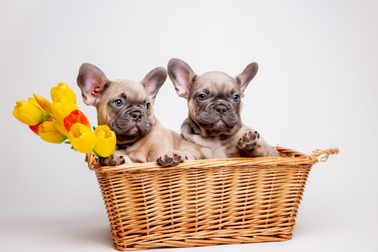 a group of French bulldog puppies in a basket on a white background with a bouquet of spring flowers , cute pets