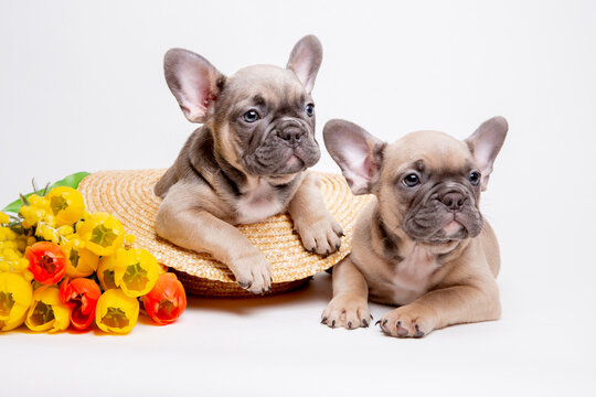 a group of French bulldog puppies in a straw hat on a white background with a bouquet of spring flowers , cute pets