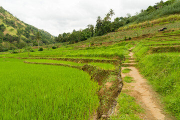 Fototapeta na wymiar Terraced paddyfields in a rural tropical landscape