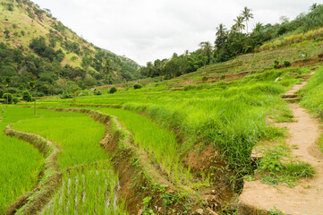 Fototapeta na wymiar Terraced paddyfields in a rural tropical landscape