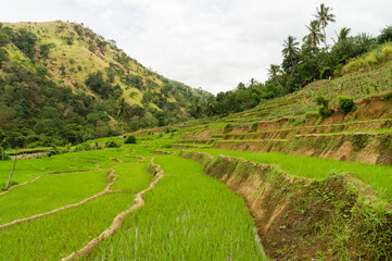 Terraced paddyfields in a rural tropical landscape