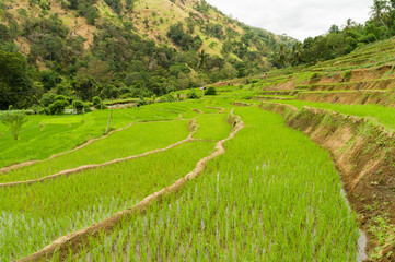 Terraced paddyfields in a rural tropical landscape