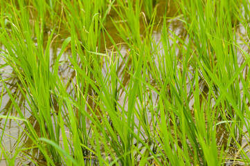 Closeup of Young Rice Plants in a Paddyfield