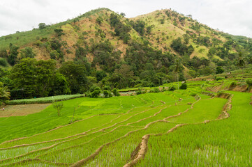 Fototapeta premium Terraced paddyfields in a rural tropical landscape