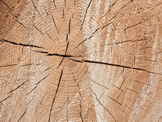 OSaw a tree. Annual rings of a tree. The texture of a saw cut tree