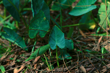 Beautiful giant green taro leaves, Colocasia esculenta plant leaves, Green giant leaves. Green Leaf of Elephant Ear Plant.