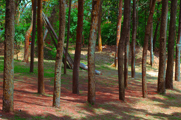 Pine Forest with red soil in Zinda Park, Bangladesh. The place is beautiful and suitable as a place for refreshing.