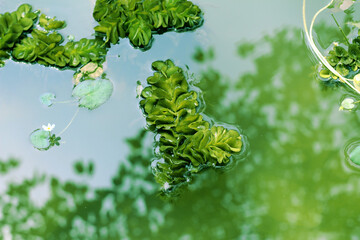 Moss green texture. Moss background. Green moss on grunge texture, background.