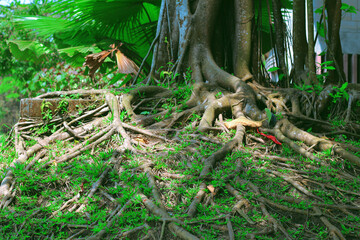 Large tree roots in the forest. Outdoor natural image of gigantic roots of an old tree, covered with grass and underwood