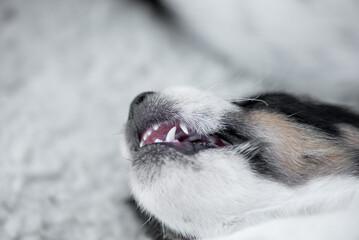 sleeping young Jack Russell Terrier puppy  dog 5,5 weeks old
