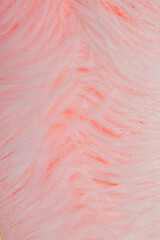 Ostrich colored feathers on a white background. A pen on an isolated background. Ostrich