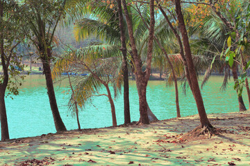 Pathway or Footpath through coconut trees and mixed forest near lake.