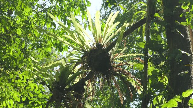 a wide shot of backlit bird's nest ferns growing in a rainforest tree at corcovado national park of costa rica